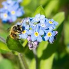 100 Seeds Forget Me Not Seeds Early Bloom Perennial Non Gmo Fresh For Garden 100 Seeds Forget Me Not Seeds Early Bloom Perennial Non Gmo Fresh For Garden