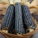 120 Seeds Hopblue Corn Seeds Heirloom Non Gmo Organic Fresh For Garden 120 Seeds Hopblue Corn Seeds Heirloom Non Gmo Organic Fresh For Garden