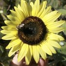 100 Seeds Lemon Queen Seeds Large Beautiful Colorful Fresh For Garden