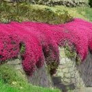 500 Seeds Red Creeping Thyme Seeds Groundcover Nongmo Fresh For Garden