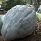 20 Giant Blue Hubbard Sweet Squash Seeds Heirloom 15 40Lbs Fresh For Garden