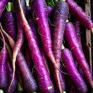 200 Seeds Purple Dragon Carrot Seeds Nongmo Fresh For Garden 200 Seeds Purple Dragon Carrot Seeds Nongmo Fresh For Garden