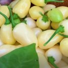15 Seedsminwhite Habanero Pepper Seeds Peruvian Nongmo Capsicum Chinense Fresh For Garden 15 Seedsminwhite Habanero Pepper Seeds Peruvian Nongmo Capsicum Chinense Fresh For Garden