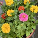 100 Seeds Seeds Dahlia Flowered Zinnia Mix Nongmo Attracts Butterflies And Bees Fresh For Garden 100 Seeds Seeds Dahlia Flowered Zinnia Mix Nongmo Attracts Butterflies And Bees Fresh For Garden