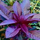 500 Seedsseeds Garnet Amaranth Amaranth Tricolor Vegetable Microgreens Gardenseeds Fresh For Garden