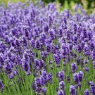 200 Seeds Lavender Vera “True Lavender” Lavandula Angtifolia Perennial Non Gmo Fresh For Garden 200 Seeds Lavender Vera “True Lavender” Lavandula Angtifolia Perennial Non Gmo Fresh For Garden