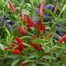 50 Seeds Seeds Bird’S Eye Chilpepper Siling Labuyo Non Gmo Fresh For Garden 50 Seeds Seeds Bird’S Eye Chilpepper Siling Labuyo Non Gmo Fresh For Garden