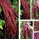 10 Seedsseeds Redyard Long Bean Asian Chinese Noodle Bean String Beans Fresh For Garden