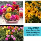 1000 Seeds Seeds Moss Rose Double Mix Colorseeds Portulaca Grandiflora Fresh For Garden 1000 Seeds Seeds Moss Rose Double Mix Colorseeds Portulaca Grandiflora Fresh For Garden