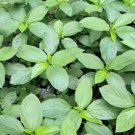 200 Seeds Seeds Egyptian Spinach Saluyot Jute Molokhiagreeneggplant Seeds Fresh For Garden