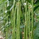 30 Seeds Seeds Green Yard Long Bean Asian String Beans Sitaw Nongmo Heirloom Fresh For Garden