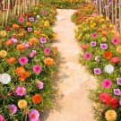 500 Seedsseeds Moss Rose Double Mix Colorseeds Portulaca Grandiflora Fresh For Garden 500 Seedsseeds Moss Rose Double Mix Colorseeds Portulaca Grandiflora Fresh For Garden