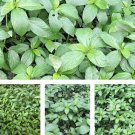 200 Seedsseedsjute Egyptian Spinach Saluyot Seeds Đay Xanh Fresh For Garden