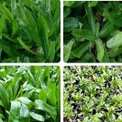 500 Seeds Seeds Culantro Mexican Coriander Ngò Garecao Chadon Benb2G1 Fresh For Garden