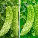 10 Seedsseeds Long Bitter Gourd Bitter Melon Ku Gua Green Eggplant Seeds Fresh For Garden 10 Seedsseeds Long Bitter Gourd Bitter Melon Ku Gua Green Eggplant Seeds Fresh For Garden