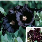 25 Seeds Seeds Black Hollyhock Flower Seeds Add3Incart Fresh For Garden