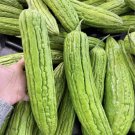 30 Seeds Seeds Green Skin Long Bitter Gourd Seeds Bitter Melon Seeds Ku Gua Ampalaya Fresh For Garde