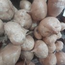 50 Seeds Seeds Jicama Seeds Pachyrhiz Eros Mexican Yam Beanturnip Fresh For Garden