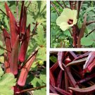 30 Seeds Seeds Red Burgundy Okra Seeds Nongmo Heirloom Fresh For Garden 30 Seeds Seeds Red Burgundy Okra Seeds Nongmo Heirloom Fresh For Garden
