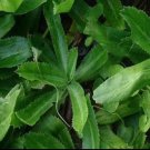 200 Seeds Seeds Culantro Mexican Coriander Vietnamese Ngo Gaeryngium Foetidum Fresh For Garden