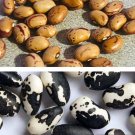 15 Seeds Calypsoorca Bean Seeds And 30 Cranberry Bean Seeds For Planting Fresh For Garden