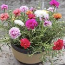 500 Seeds Seedsmixed Moss Rose Vietnam Rose Portulaca Grandiflora Mix Fresh For Garden