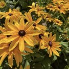 200 Seeds Seedsblackeyed San Seeds Rudbeckia Hirta Fresh For Garden