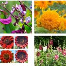 Flowers Seeds Purple Hyacinth Bean Teddy Bear And Red Sunflower Ind Hollyhock Fresh For Garden