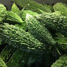 10 Seeds Indian Bitter Melon Seeds Khổ Qua Rừng Gagreeneggplant Seeds Fresh For Garden