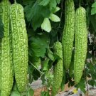 10 Seedsseeds Long Bitter Gourd Seeds Bitter Melon Seeds Ku Gua Asian Vegetable Fresh For Garden