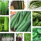 10 Variety Asian Vegetable Seeds Bundle Non Gmo Heirloom Fresh For Garden
