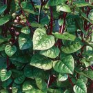 300 Seeds Seeds Red Malabar Spinach Seeds Mồng Tơđỏ Basella Alba Fresh For Garden