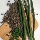 50 Seeds Moringamalungay Seeds For Planting Nongmo Fresh For Garden