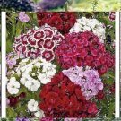 200 Seeds Seedssweet William Dianth Perennial Mixed Colors Fresh For Garden 200 Seeds Seedssweet William Dianth Perennial Mixed Colors Fresh For Garden