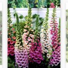 1000 Seeds Seeds Foxglove Seeds Heirloom Nongmo Fresh For Garden