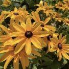 200 Seeds Seedsblack Eyed San Rudbeckia Hirta Fresh For Garden