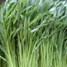 50 Seeds Thawater Spinach Seeds Ong Choy Kangkong Kong Xin Fresh For Garden