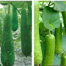 15 Seedslong Mottled Green Gourd Seeds Heirloom Nongmo Fresh For Garden