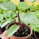 30 Seeds Seedsred Malabar Spinach Seeds Mồng Tơđỏ Basella Alba Fresh For Garden 30 Seeds Seedsred Malabar Spinach Seeds Mồng Tơđỏ Basella Alba Fresh For Garden