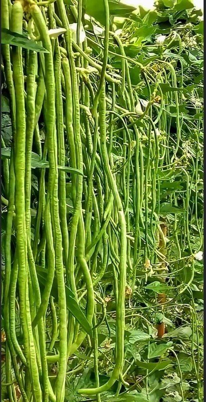 20 Seeds Seeds Green Yard Long Bean Asian String Beans Sitaw Nongmo Fresh For Garden