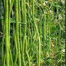20 Seeds Seeds Green Yard Long Bean Asian String Beans Sitaw Nongmo Fresh For Garden 20 Seeds Seeds Green Yard Long Bean Asian String Beans Sitaw Nongmo Fresh For Garden