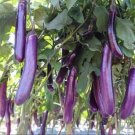 30 Seeds Asian Eggplants Seeds Long Purple Eggplants Aubergine Non Gmo Heirloom Fresh For Garden 30 Seeds Asian Eggplants Seeds Long Purple Eggplants Aubergine Non Gmo Heirloom Fresh For Garden