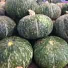 20 Seeds Japanese Kabocha Squash Kurinishikasian Pumpkin Fresh For Garden 20 Seeds Japanese Kabocha Squash Kurinishikasian Pumpkin Fresh For Garden
