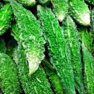 10 Seeds Seedsindian Long Bitter Melon S Khổ Qua Rừng Gaseeds Included Fresh For Garden