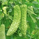 10 Seeds Seeds Green Skin Long Bitter Gourd Seeds Bitter Melon Seeds Ku Gua Asian Fresh For Garden