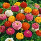 100 Seeds Seedszinnia Thumbelina Mix Dwarf Non Gmo Fresh For Garden 100 Seeds Seedszinnia Thumbelina Mix Dwarf Non Gmo Fresh For Garden