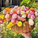 1000 Seeds Seeds Mixed Moss Rose Portulaca Grandiflora Mix Fresh For Garden 1000 Seeds Seeds Mixed Moss Rose Portulaca Grandiflora Mix Fresh For Garden