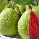 15 Seeds Seeds Pink Guava Seeds Psidium Guajava Fresh For Garden 15 Seeds Seeds Pink Guava Seeds Psidium Guajava Fresh For Garden