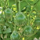 50 Seeds Round Thagreen Eggplant Seeds Fresh For Garden