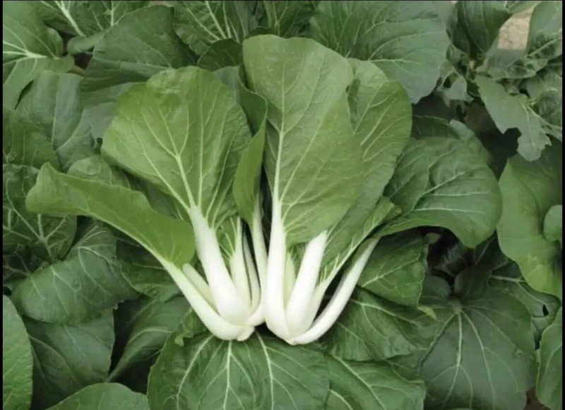 &acirc;�&frac14;&iuml;&cedil;� &acirc;�&frac14;&iuml;&cedil;�1000 Seeds Seeds White Stem Pak Cho Pechay Nongmo Fresh For Garden
